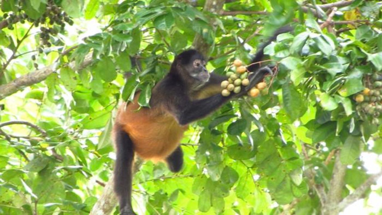 "Drunken Monkey" Hypothesis Sheds Light on Our Taste for Booze