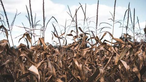 Faster Flash Droughts Globally Are Bad News for Crops