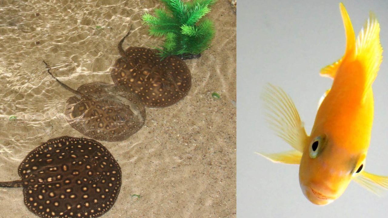 It's Official: Fish Can Do Math