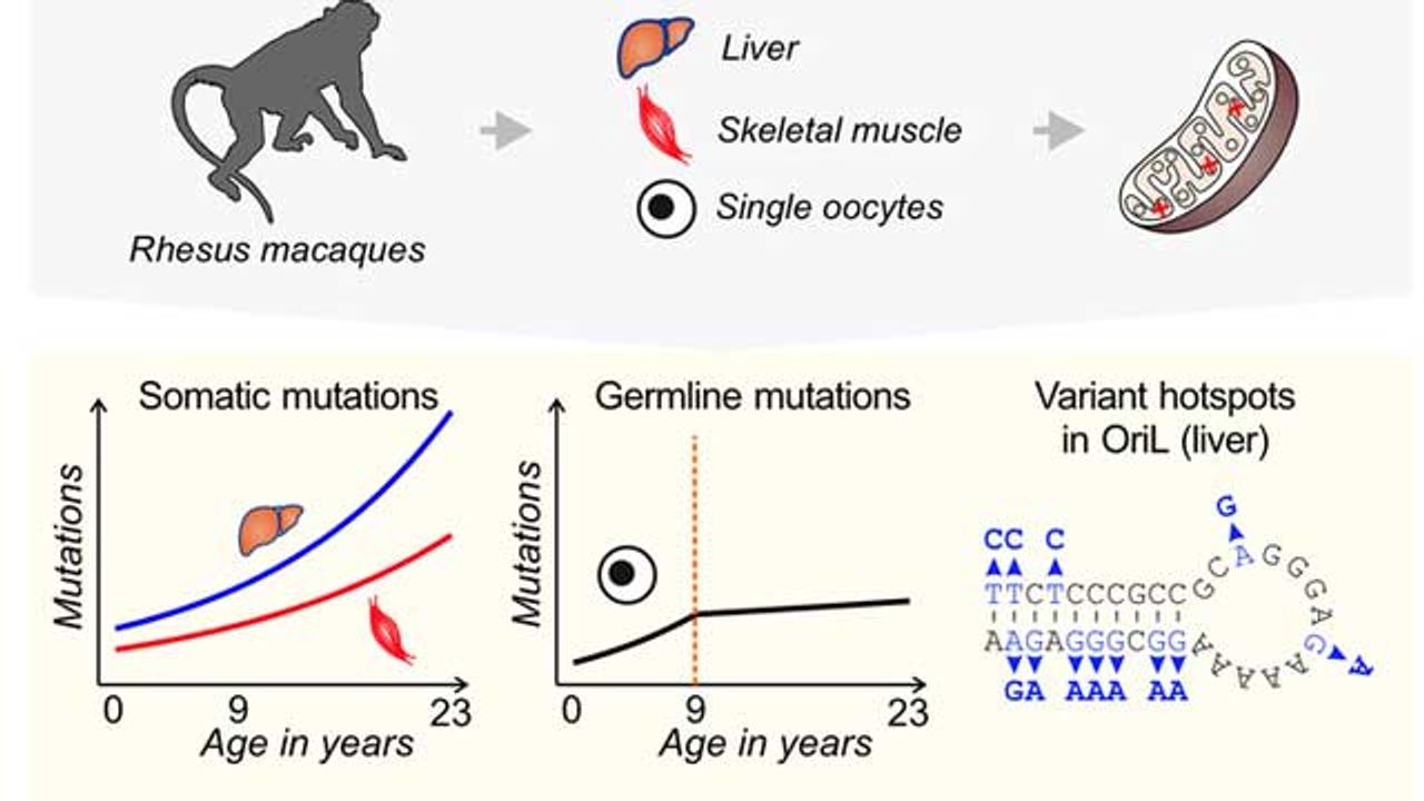 Are Egg Cells in Aging Primates Protected From Mutations?