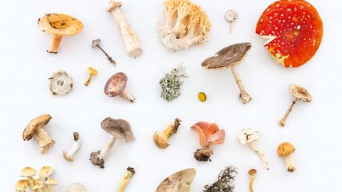 The Lost Magic Mushroom of Kakadu