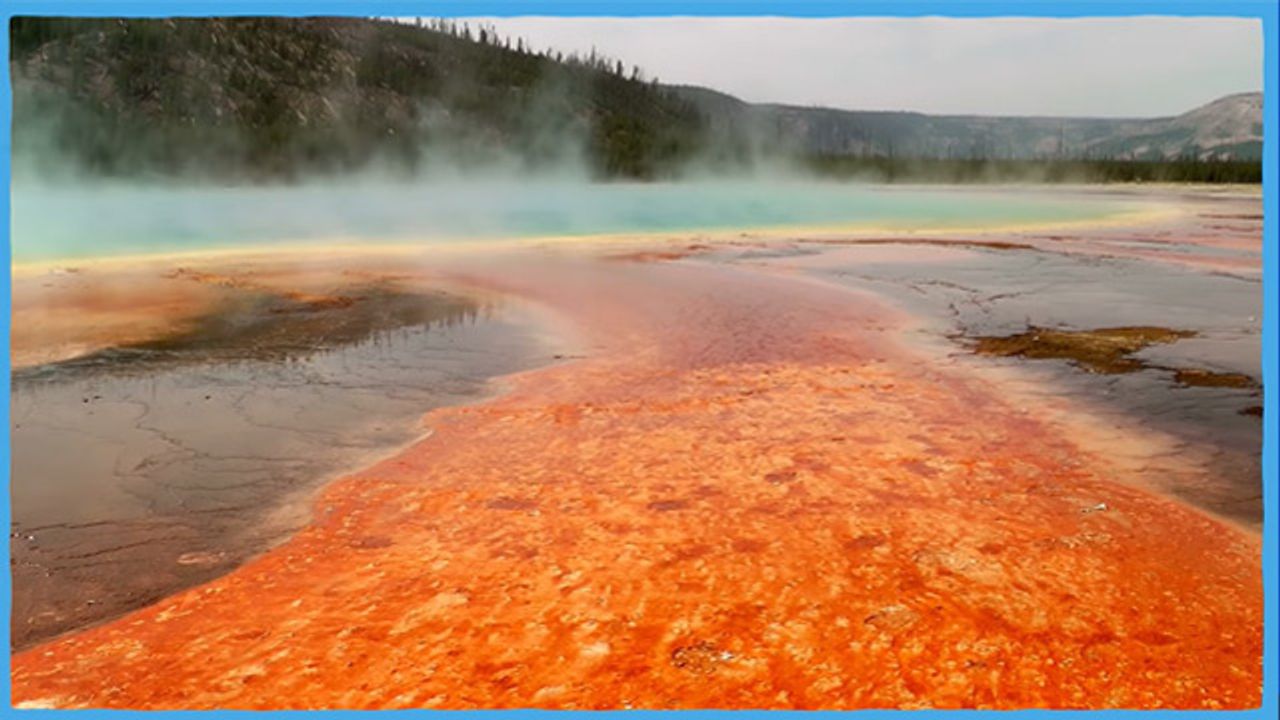 The Most Important Bacterium You've Never Heard of