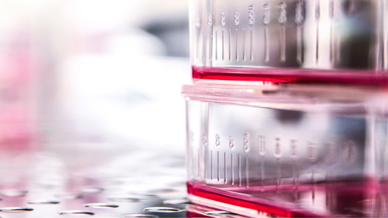Preventing Cell Culture Contamination