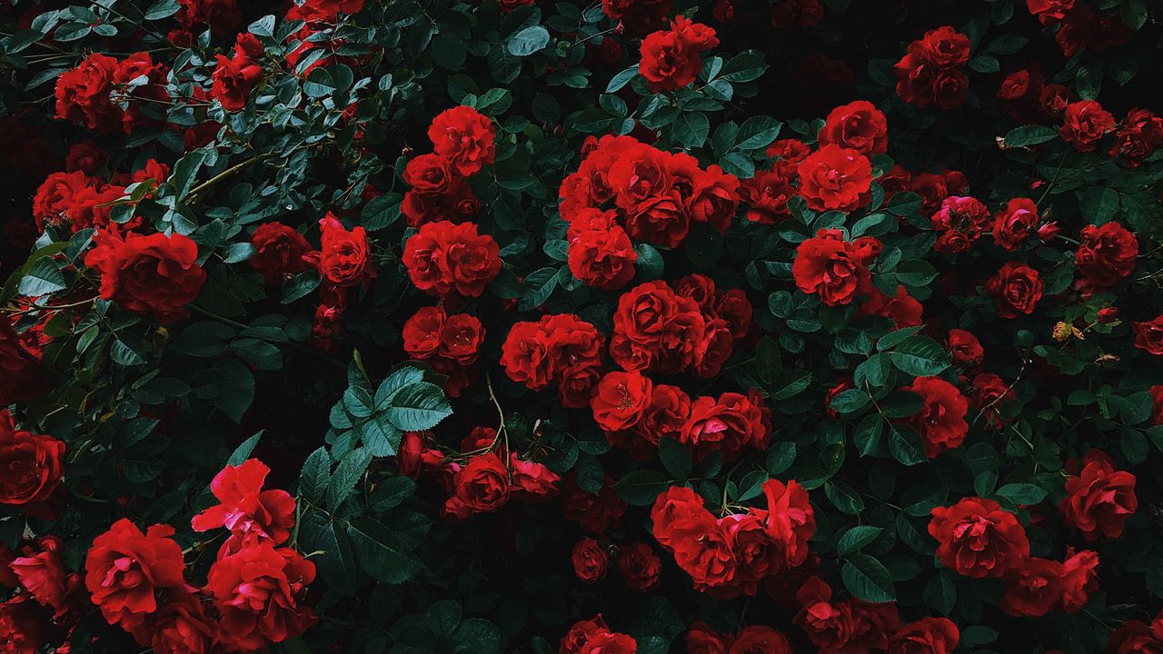 Smell in the Brain: Like a Painting and a Symphony