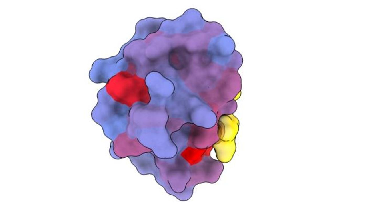 “Secret Doors” on Human Proteins Could Open Up New Drug Opportunities