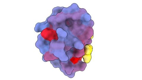人类蛋白质上的“秘密门”可以开辟新的药物机会