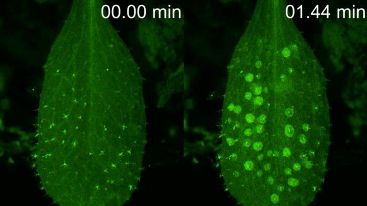 Rain Prompts Plants To Activate Their Immune Systems