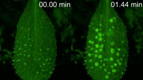 Rain Prompts Plants To Activate Their Immune Systems