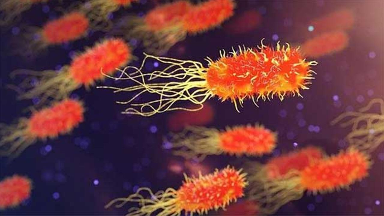How Communication Between GI Bacteria Can Help To Prevent Infections