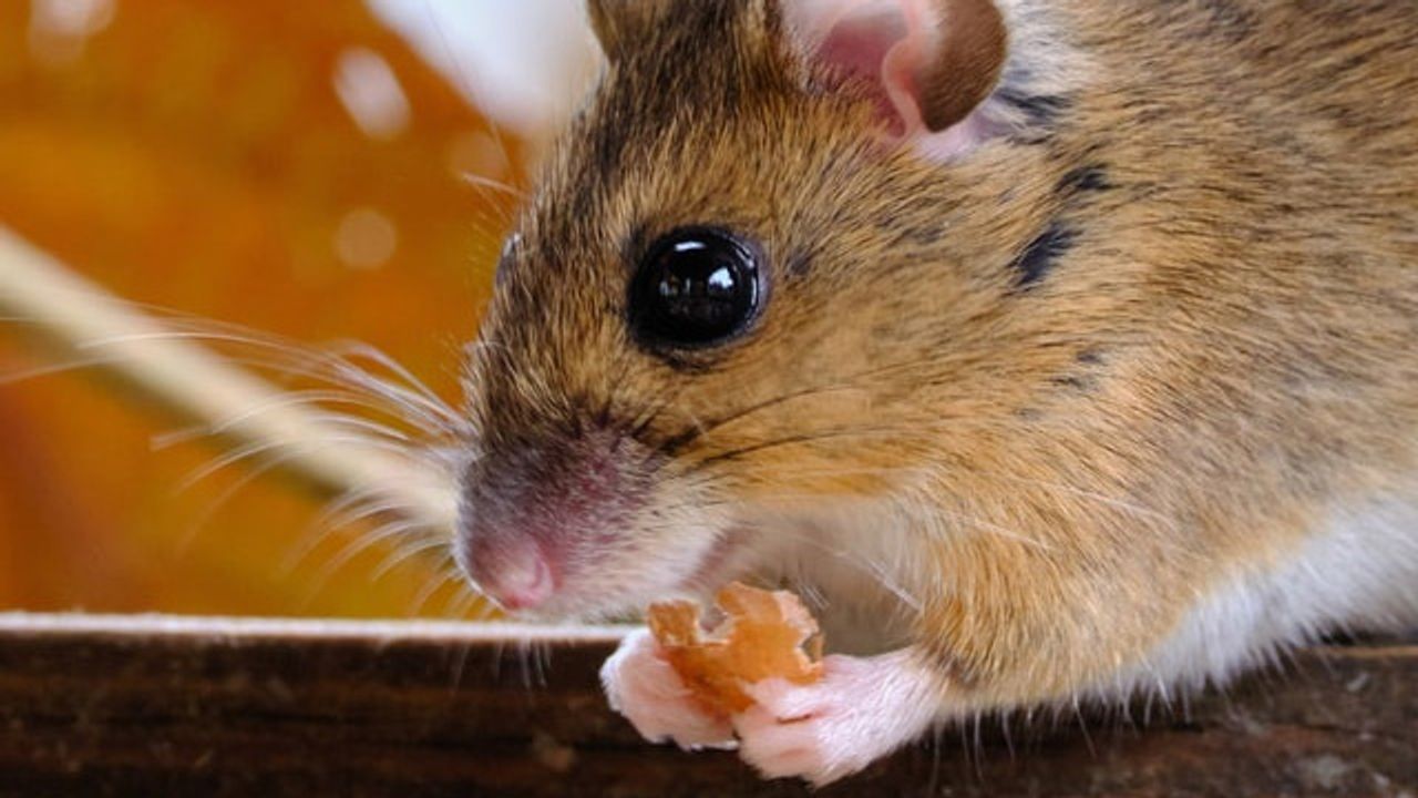 Receptor That Controls Appetite and Body Weight Identified
