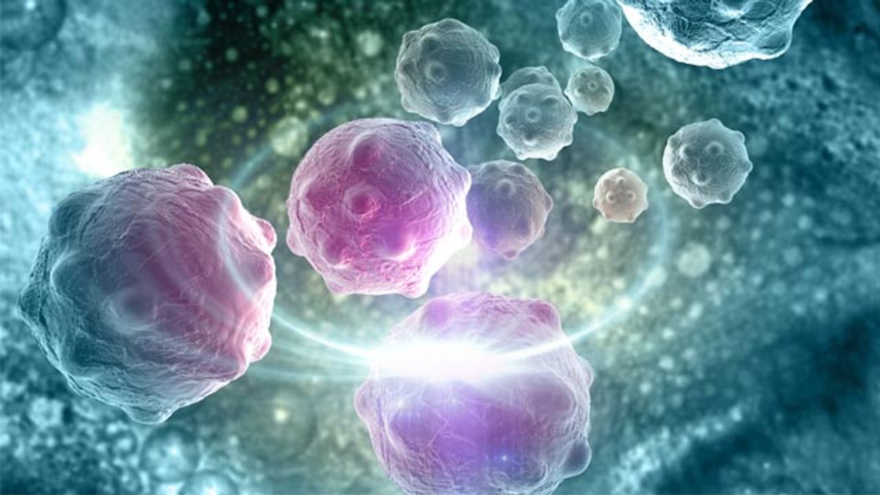 Immune System Attacks Itself in a Rare Type of Blood Cancer