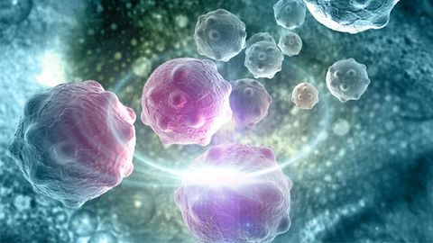 Immune System Attacks Itself in a Rare Type of Blood Cancer