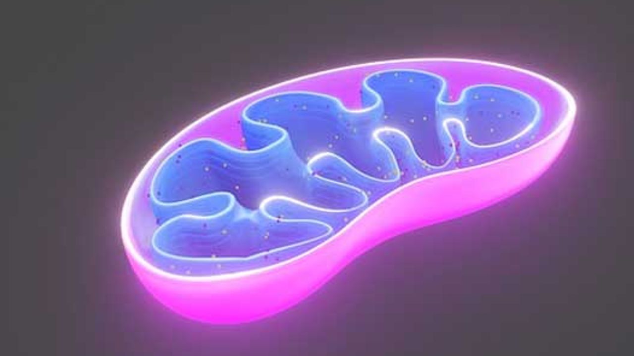 Study Reveals How Mitochondria Report Stress
