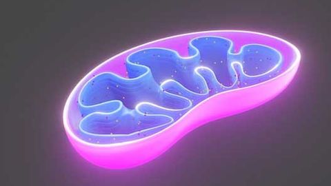 Study Reveals How Mitochondria Report Stress