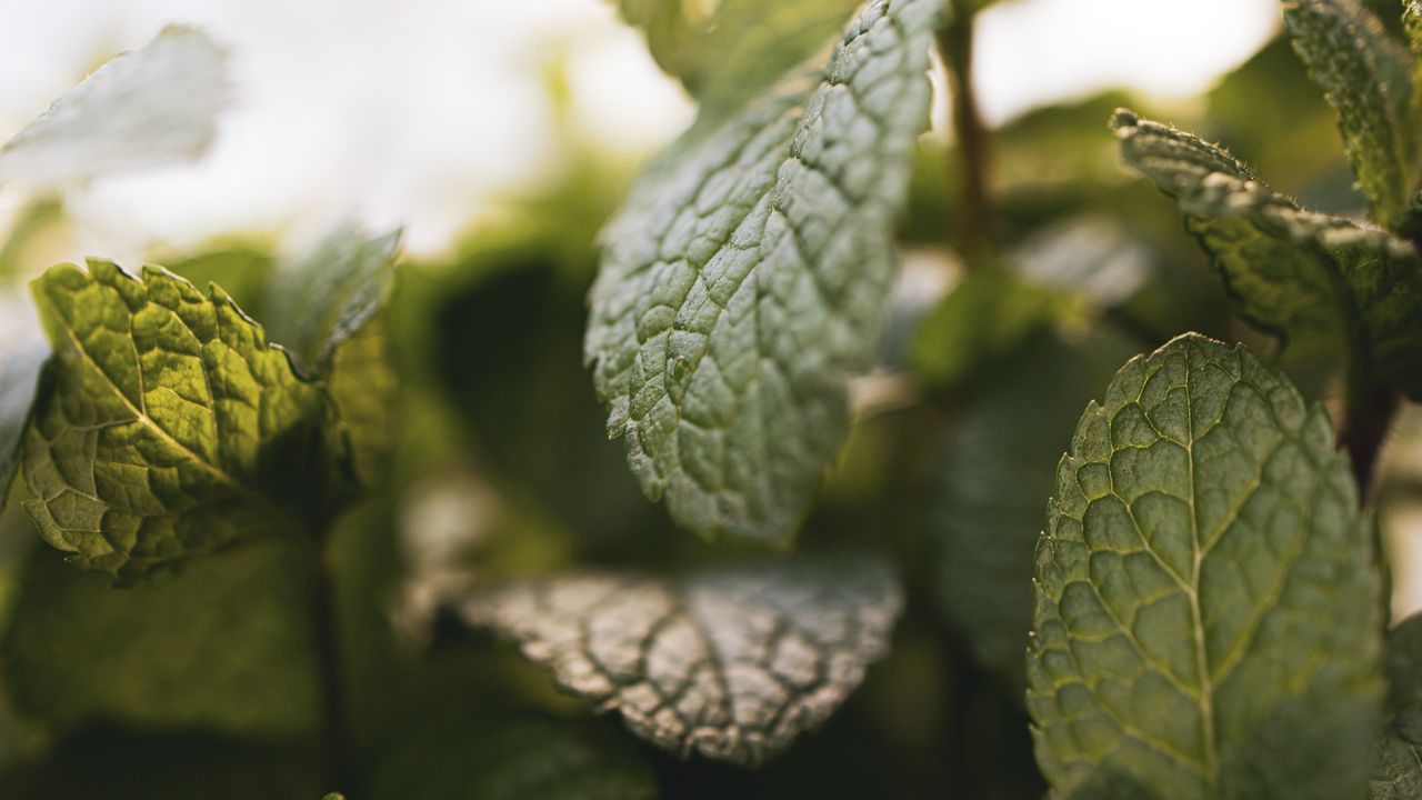 Protein Behind Cold and Menthol Detection Linked to Migraines