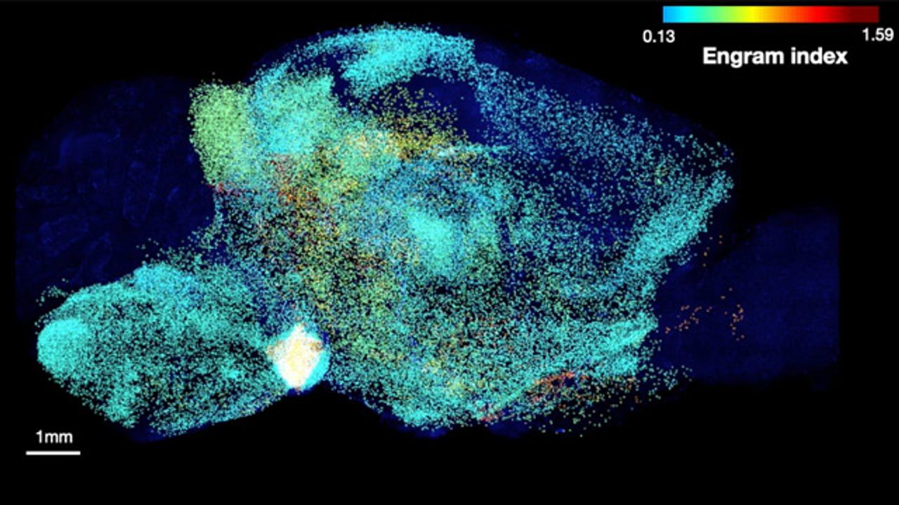 Many Brain Regions Store a Single Memory