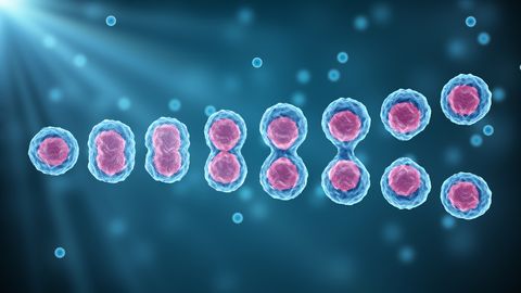 Old Skin Cells Can Be Reprogrammed To Regain Their Youth