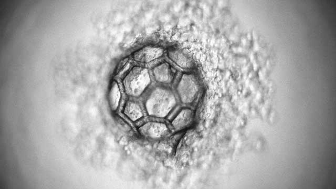 Novel Tissue Engineering Strategy Developed