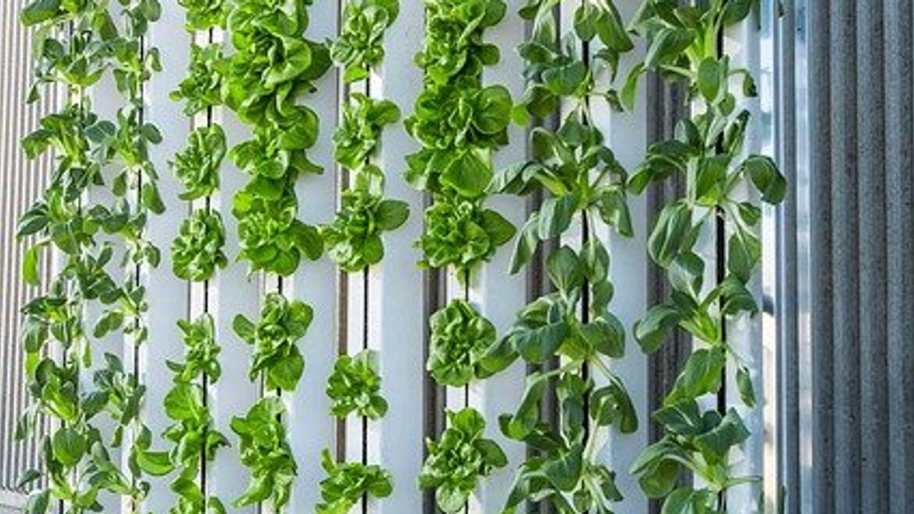 A Role for Vertical Farming in Future Food Production?
