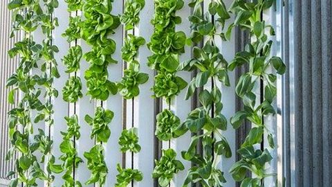 A Role for Vertical Farming in Future Food Production?