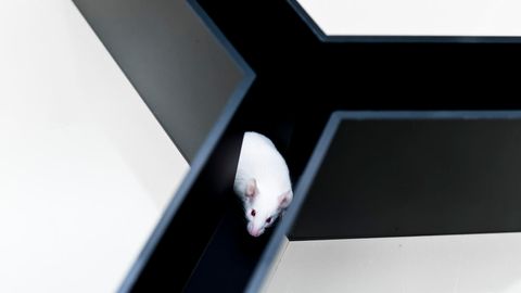 Vesicle Therapy Helps Aged Mice Gain Muscle Mass