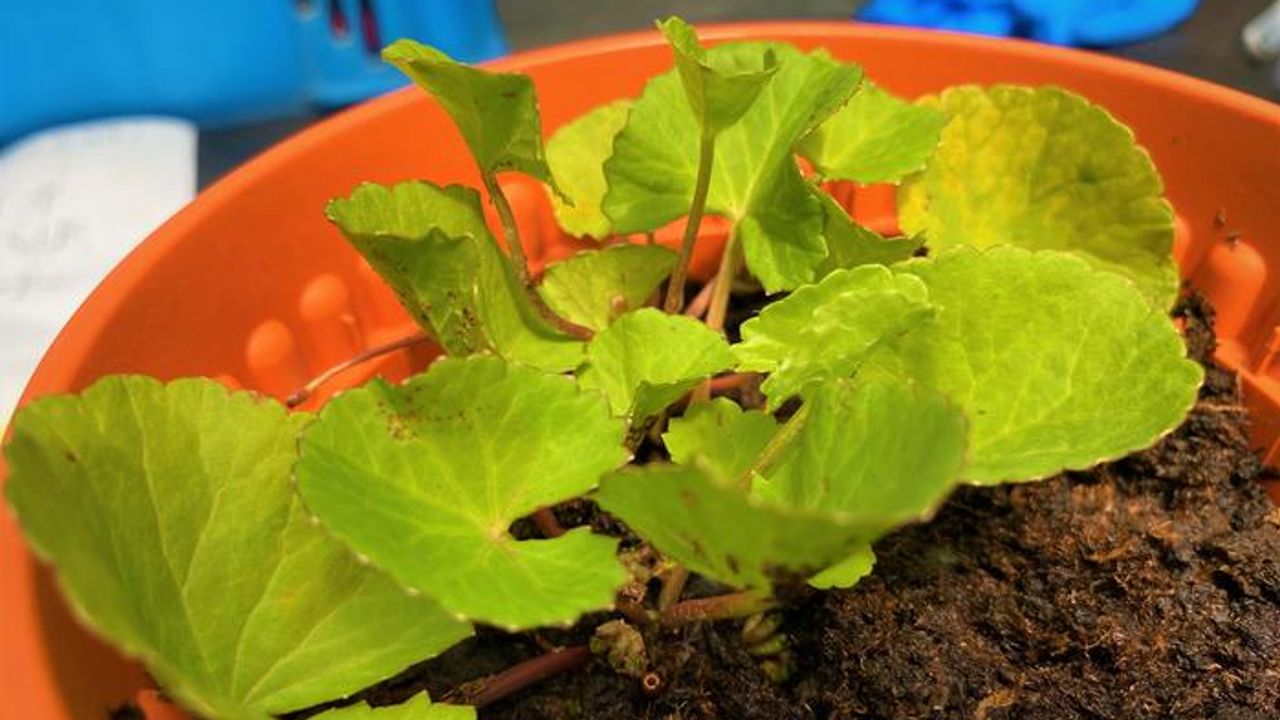 Some Tropical Plants Could Be Used To Remove Toxic Heavy Metals From Soil
