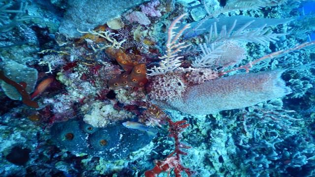 海绵微生物是如何演化在过去7亿年里内容块形象吗