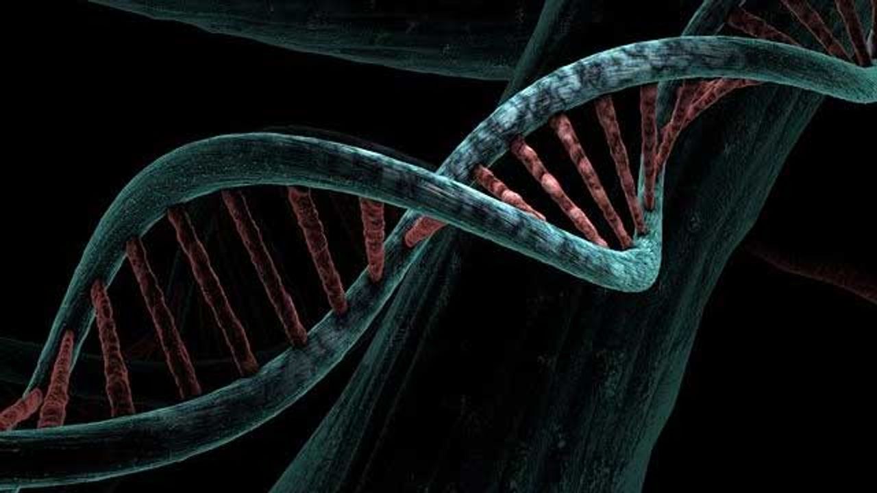 The Longer the Lifespan of a Species, the Slower the Rate of Mutations