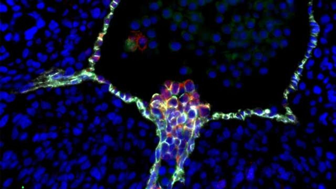 First Comprehensive Map of Human Blood Stem Cell Development Created