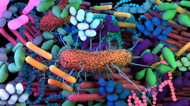 How Genetic Variation Impacts the Human Microbiome content piece image 