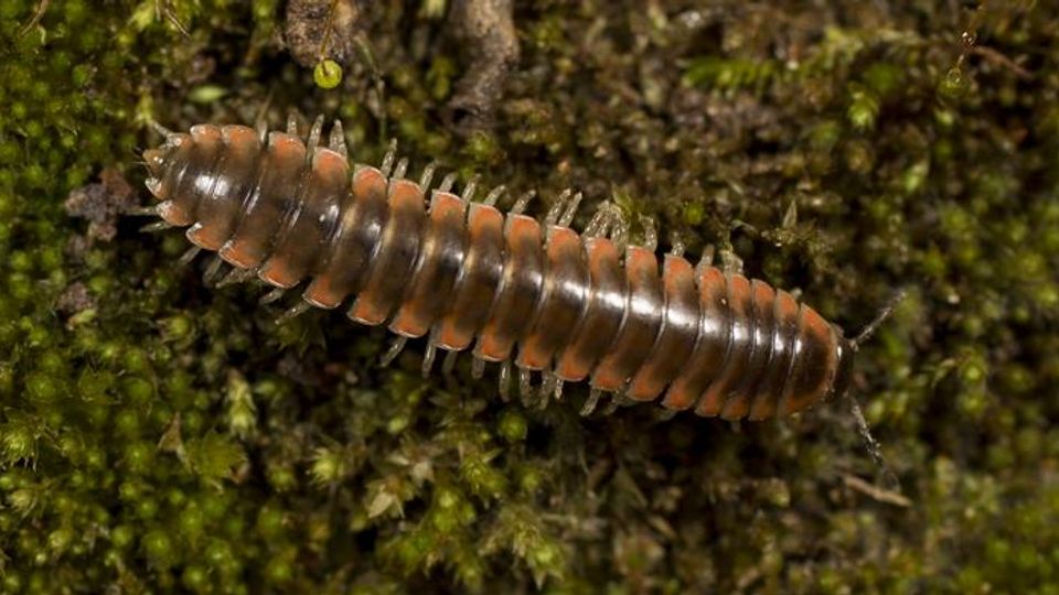Scientists Name a Millipede After Taylor Swift content piece image