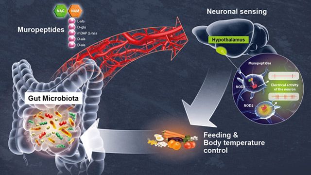 Decoding the Dialog Between Gut and Brain | Technology Networks