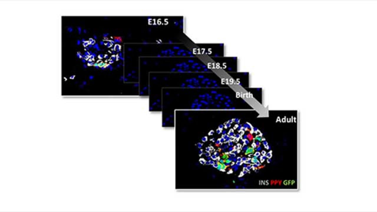 New Insights Into the Origins of Pancreatic Endocrine Cells