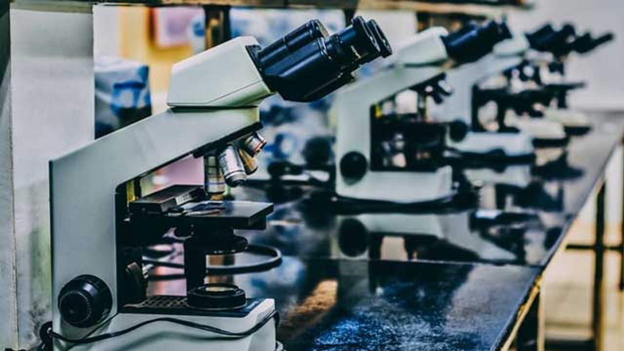 Timing and Location of Fat Storage Visualized in Flies for First Time