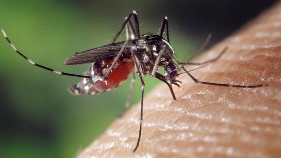 Geoengineering Could Put a Billion More People at Risk of Malaria content piece image