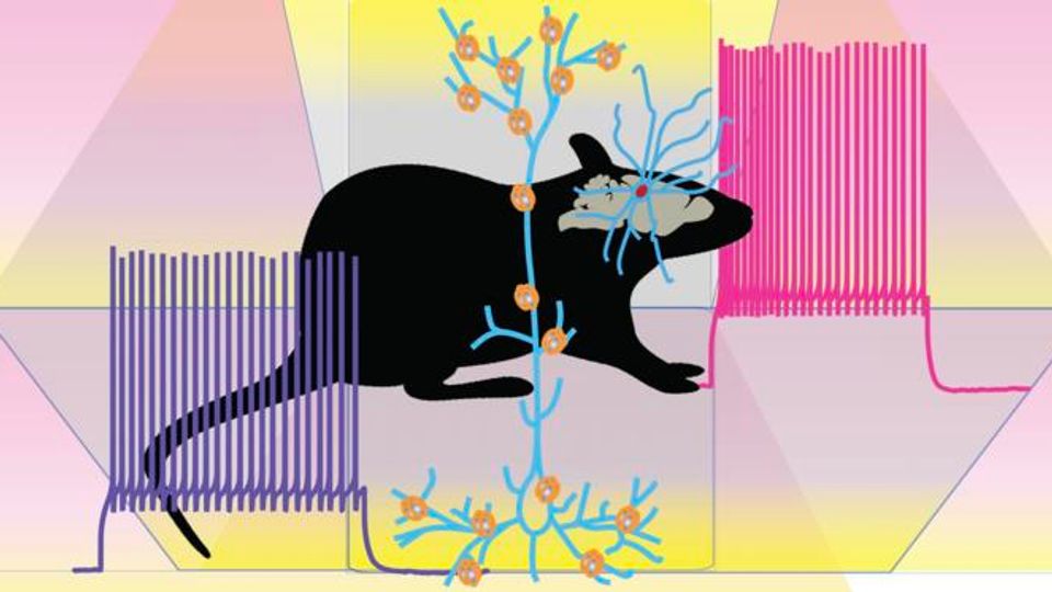 Microglia in the Brain Are a Double-Edged Sword  content piece image