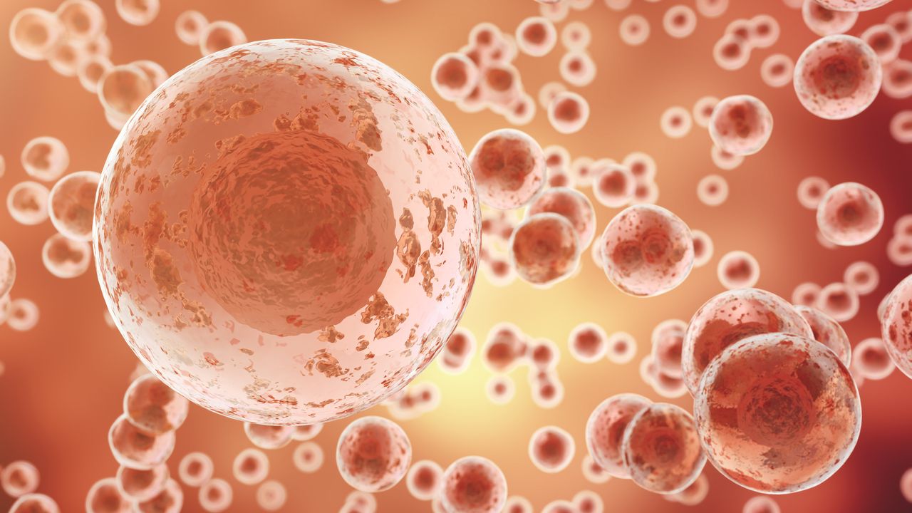 Optimizing Electroporation for Cell Therapy Development