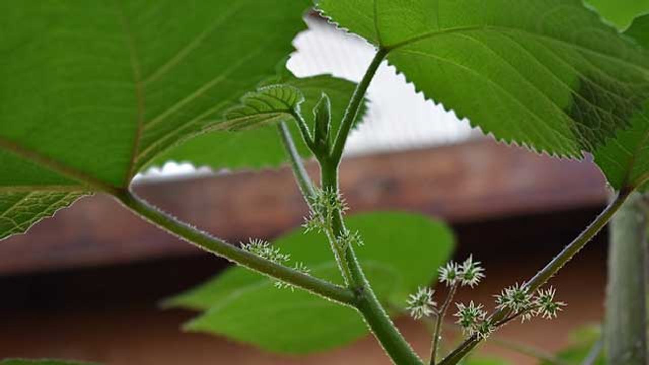 Team Biosynthesizes Anticancer Compound Found in Australian Stinging Tree