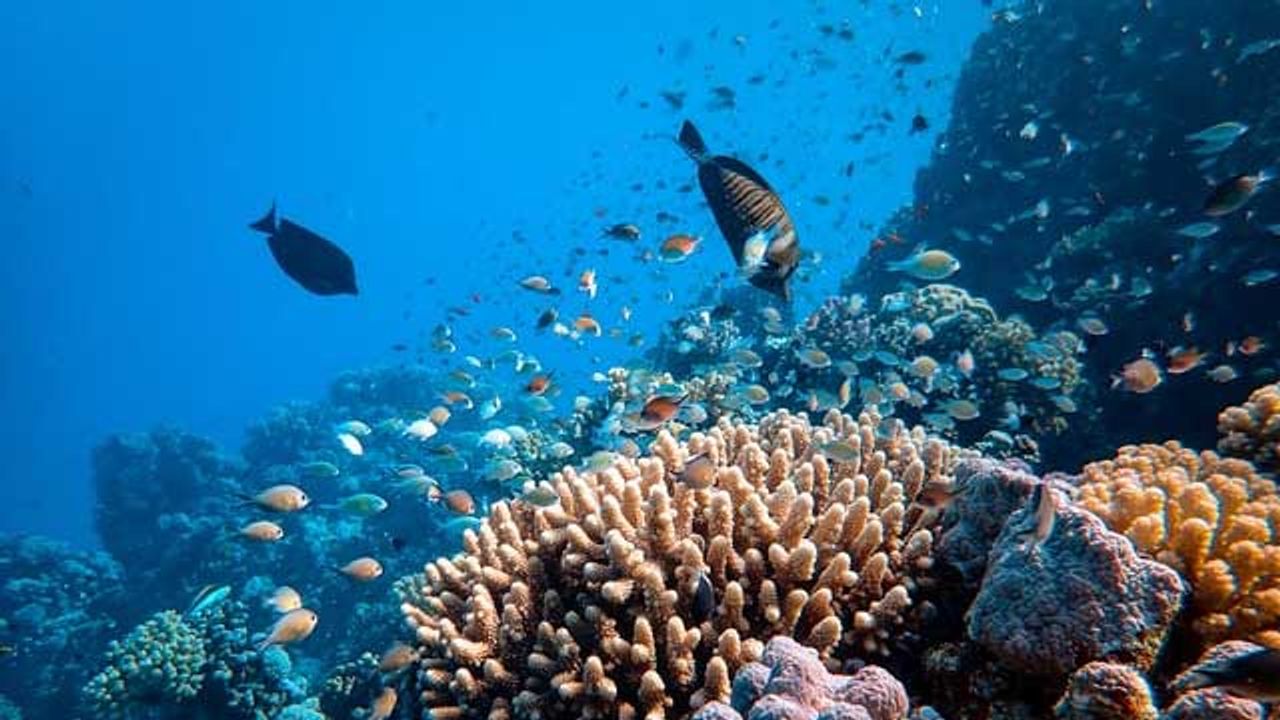 Seawater DNA Sampling Reveals Which Tropical Reef Fish Occur Where