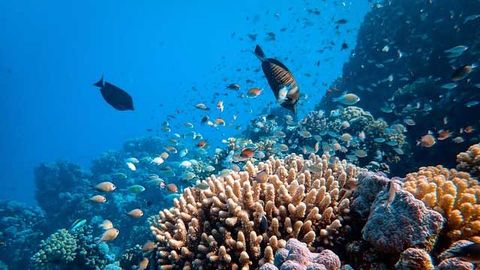 Seawater DNA Sampling Reveals Which Tropical Reef Fish Occur Where
