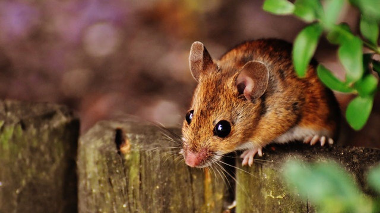Movement and Mind: The Brain Regions That Control Sequential Actions Revealed
