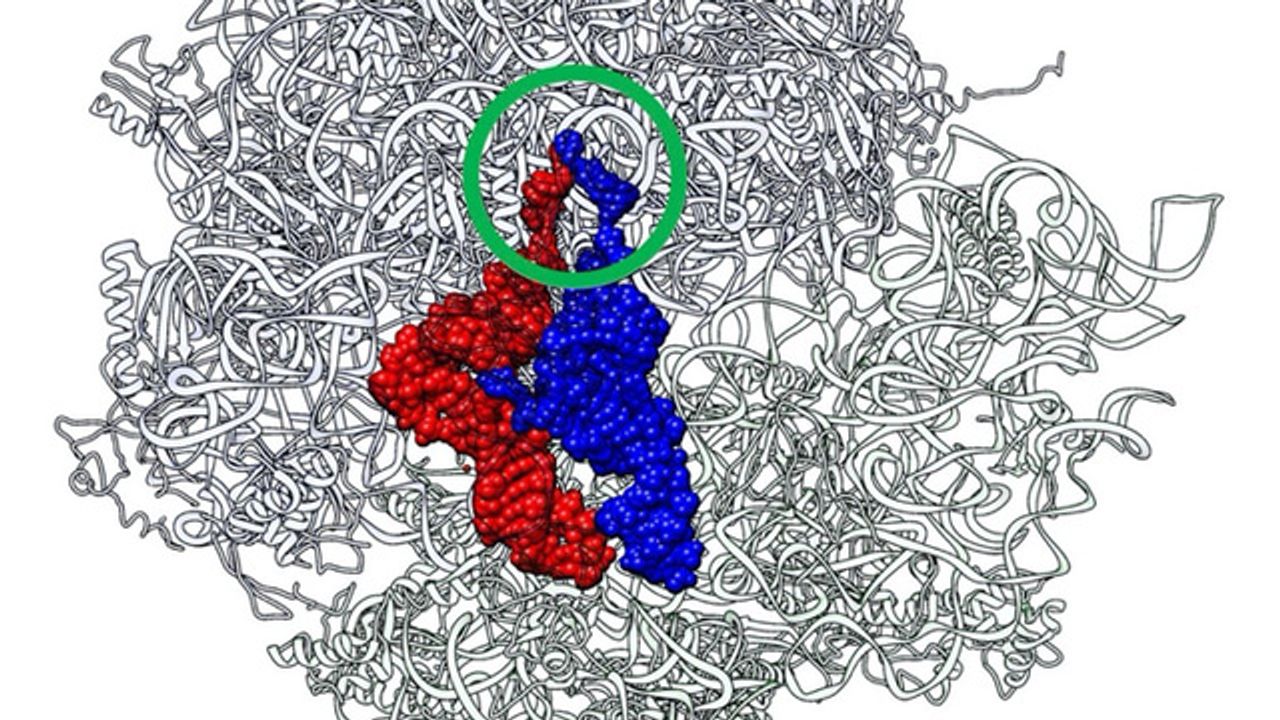 Exploring the Evolution of Protein Translation