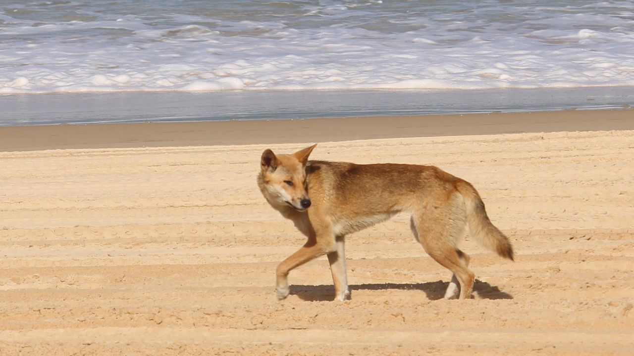 世界上第一个测序的Dingo基因组表明它们与家犬不同