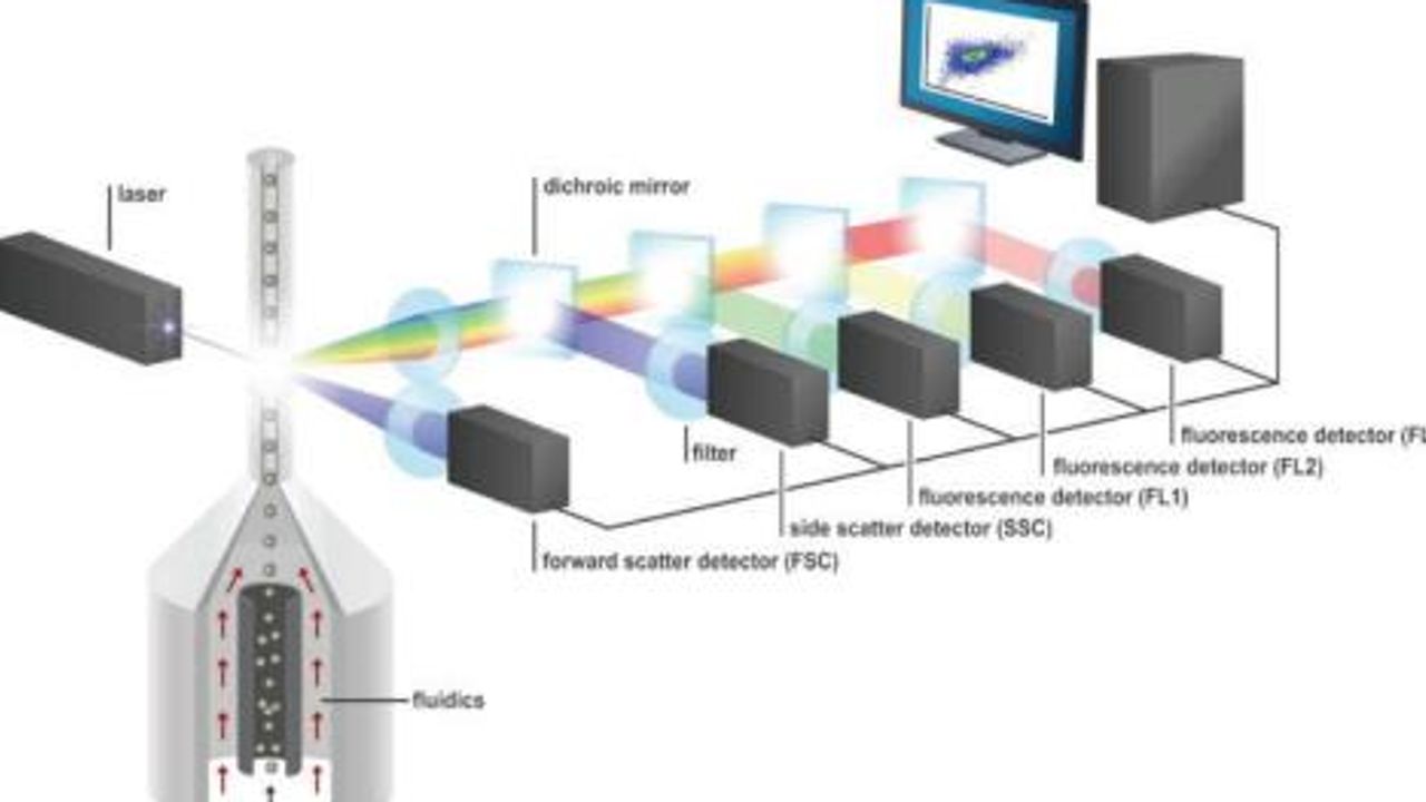 Flow Cytometry Protocols for Extracellular and Intracellular Targets