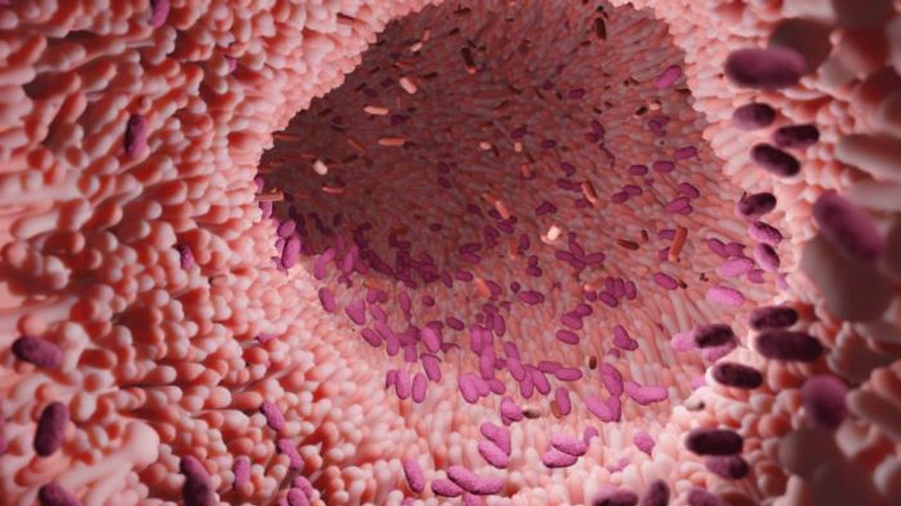 Microbiome Mediates Slowed Immune Aging Linked to a Calorie-Restricted Diet