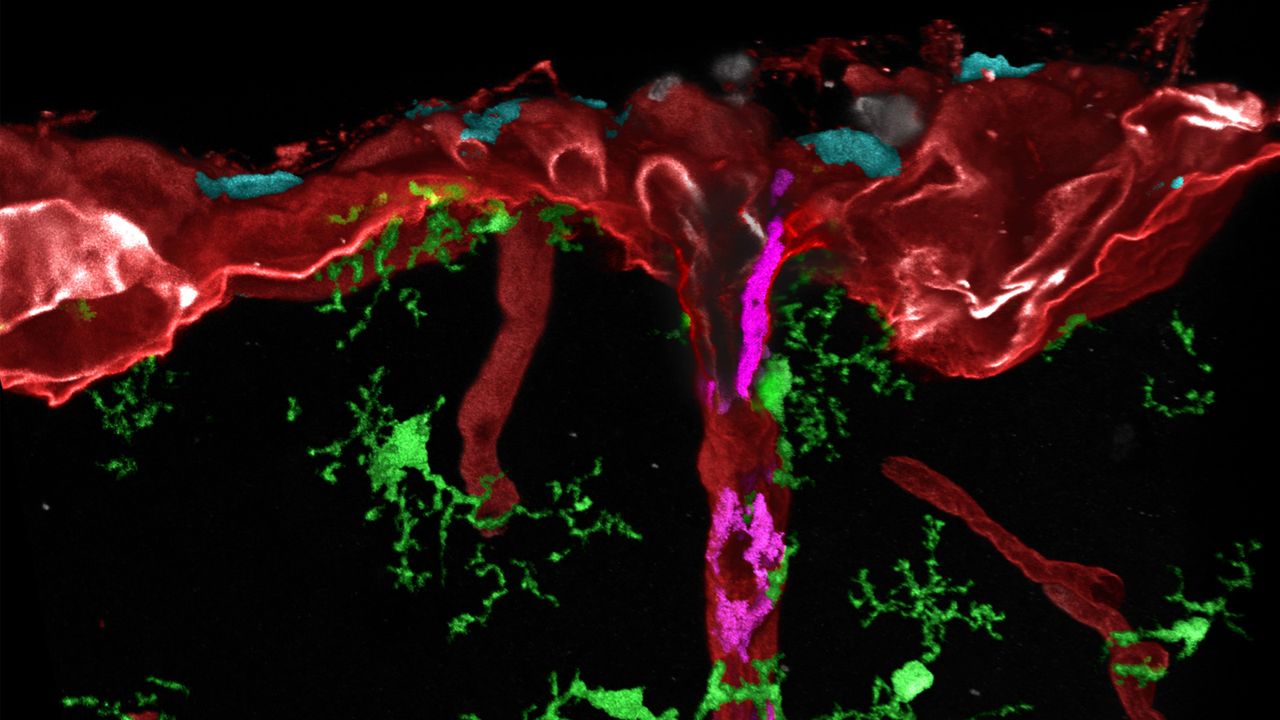 Revealing the Birth of the Brain's Barriers