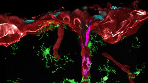 Revealing the Birth of the Brain's Barriers