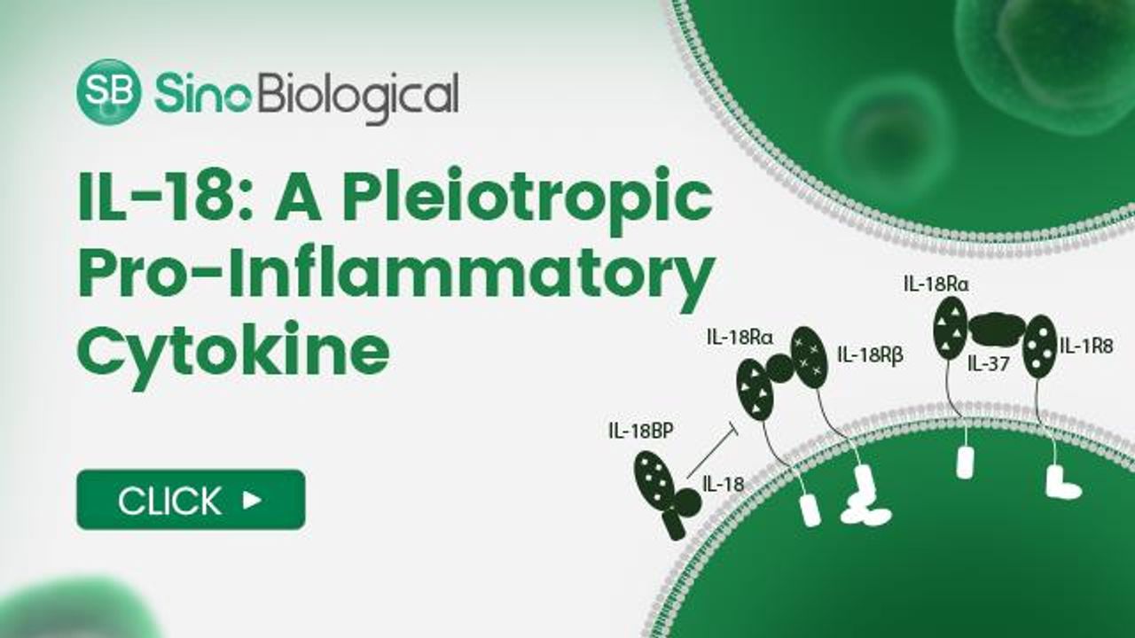 IL-18: A Pleiotropic Pro-Inflammatory Cytokine