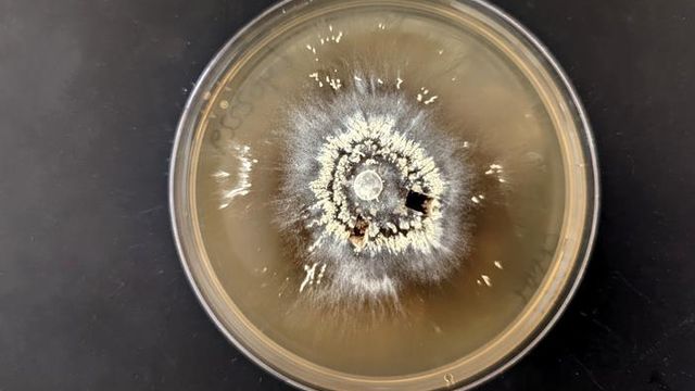 理解森林微生物生存Megafires内容块的形象