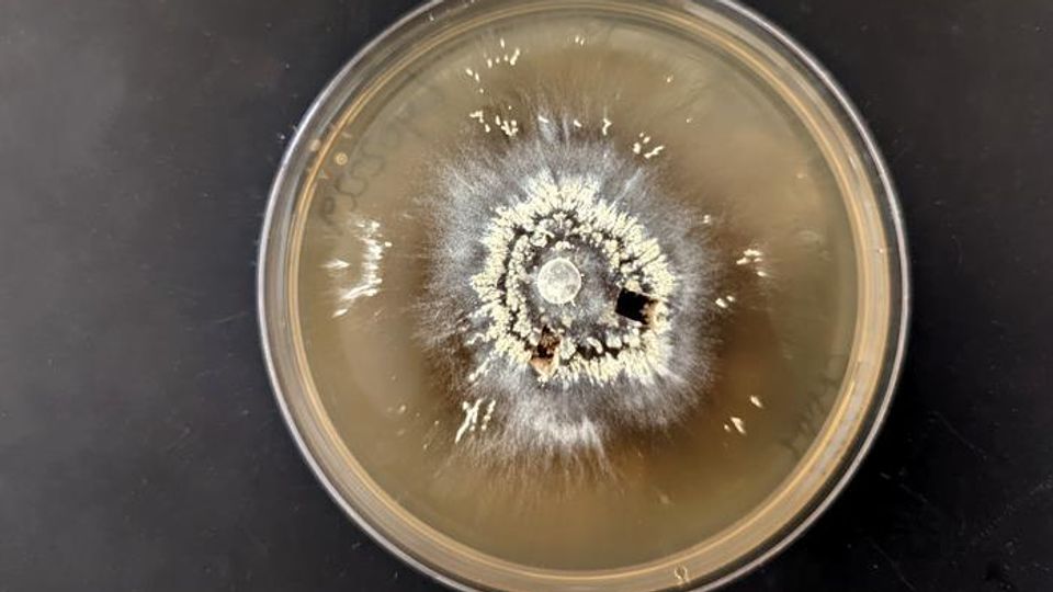 Understanding the Forest Microbes That Can Survive Megafires content piece image